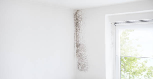 Mold Removal for HVAC Installations in Dunwoody, GA